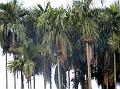 Betel Palm